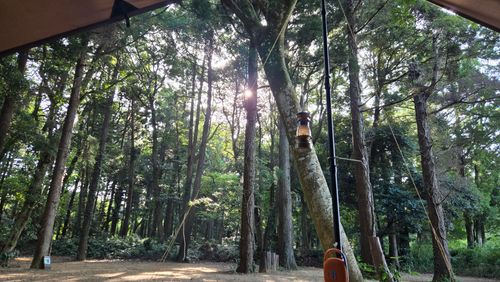 息子とソログル the country (キャンプ場) グループキャンプ 区画サイト ke-nさんのキャンプブログ CAMPiii（キャンピー） -キャンプ専用SNS キャンプのすべてがここに集まる-