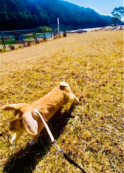 夜勤を挟んでの？久しぶりのマッタリおじうさキャン△ in 吉田河川公園 〜 CAMP NO.176 吉田河川公園 ソロキャンプ ファミリーキャンプ フリーサイト おじキャン△さんのキャンプブログ CAMPiii（キャンピー） -キャンプ専用SNS キャンプのすべてがここに集まる-