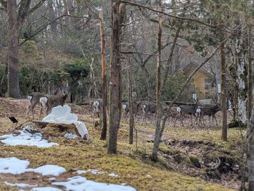 静寂な森のなかで(後篇) 小田急山中湖フォレストコテージ ファミリーキャンプ 好々爺🇯🇵さんのキャンプブログ CAMPiii（キャンピー） -キャンプ専用SNS キャンプのすべてがここに集まる-