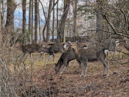 静寂な森のなかで(後篇) 小田急山中湖フォレストコテージ ファミリーキャンプ 好々爺🇯🇵さんのキャンプブログ CAMPiii（キャンピー） -キャンプ専用SNS キャンプのすべてがここに集まる-