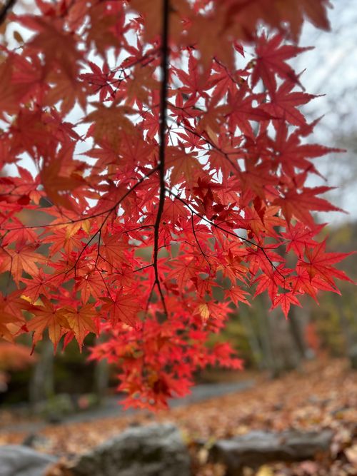 紅葉🍁キャンプ 山伏オートキャンプ場 ソロキャンプ グループキャンプ 区画サイト Genさんのキャンプブログ CAMPiii（キャンピー） -キャンプ専用SNS キャンプのすべてがここに集まる-