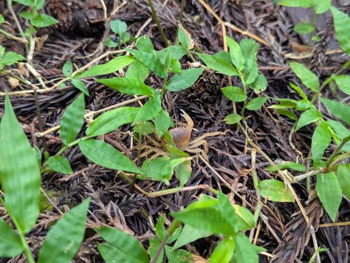帰省からの戻りキャンツー旅② 鳳来の森 ソロキャンプ 区画サイト 週末スナフキンさんのキャンプブログ CAMPiii（キャンピー） -キャンプ専用SNS キャンプのすべてがここに集まる-