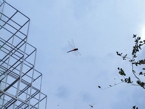 万博でキャンプ(チェアリング) 2025年日本国際博覧会 (大阪・関西万博) ソロキャンプ フリーサイト ぞのさんさんのキャンプブログ CAMPiii(キャンピー) -キャンプ専用SNS キャンプのすべてがここに集まる-