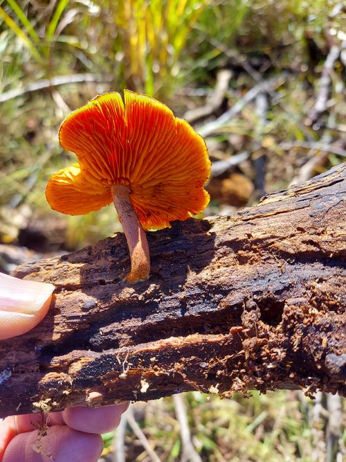 酔っぱらって夜なにしてたのかよくわからないキャンプ⛺ One and…Nanmoku Another BASE ソロキャンプ 区画サイト ひろ16さんのキャンプブログ CAMPiii（キャンピー） -キャンプ専用SNS キャンプのすべてがここに集まる-