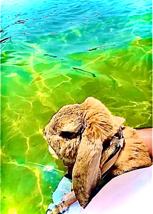 夏キャンプもそろそろ終わり？お盆明けのまた〜りおじ🐰キャン△ in 阿川ほうせんぐり海浜公園 〜 CAMP NO.208 阿川ほうせんぐり海浜公園 ソロキャンプ ファミリーキャンプ フリーサイト おじキャン△さんのキャンプブログ CAMPiii（キャンピー） -キャンプ専用SNS キャンプのすべてがここに集まる-