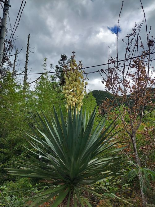 酔っぱらって夜なにしてたのかよくわからないキャンプ⛺ One and…Nanmoku Another BASE ソロキャンプ 区画サイト ひろ16さんのキャンプブログ CAMPiii（キャンピー） -キャンプ専用SNS キャンプのすべてがここに集まる-