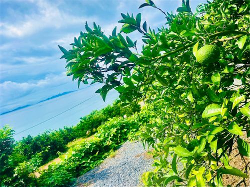 『キャンプは心の栄養よ❤️』お疲れのおじおばうさキャン△ in かじかじテラスCAMPFIELD 〜　CAMP NO.153 かじかじテラスcampfield ファミリーキャンプ グループキャンプ 区画サイト おじキャン△さんのキャンプブログ CAMPiii（キャンピー） -キャンプ専用SNS キャンプのすべてがここに集まる-
