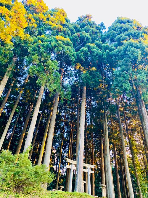 久しぶりの彼氏とキャンプ🏕 八ッ杉千年の森キャンプ場 グループキャンプ オートサイト ねこ🐈&zwj;⬛さんのキャンプブログ CAMPiii（キャンピー） -キャンプ専用SNS キャンプのすべてがここに集まる-