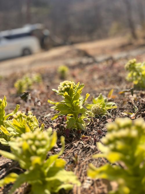 自然と一体！サウナと小川で「ととのう」贅沢時間 OUSE Camp＆Sauna TUULI（トゥーリ） Oniyomeさんのキャンプブログ CAMPiii（キャンピー） -キャンプ専用SNS キャンプのすべてがここに集まる-