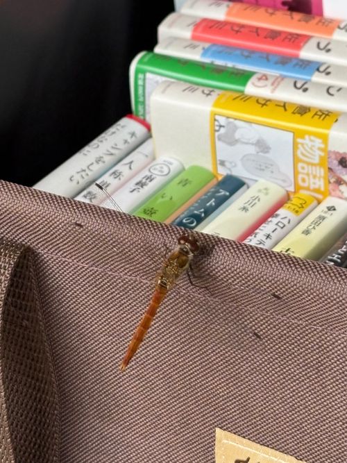 旅する古本屋〜猫のお告げは樹の下で〜 HOSOMINE BASE 細峯ベース ソロキャンプ 区画サイト ぱぱちょさんのキャンプブログ CAMPiii(キャンピー) -キャンプ専用SNS キャンプのすべてがここに集まる-