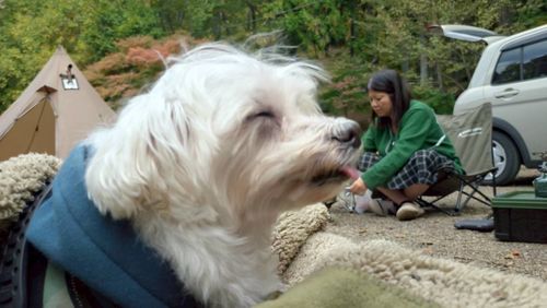 CAMPiii(キャンピー) ちろ犬さんのキャンプブログ 第86話 2泊3日で山梨に遊びにいく!これは惚気記事じゃなく、ちゃんとしたキャンプ記事です(多分) 四尾連湖 龍雲荘キャンプ場