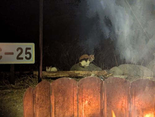 朝ゆっくりしたかったソロキャンプ 青野原オートキャンプ場 ソロキャンプ 区画サイト 週末スナフキンさんのキャンプブログ CAMPiii（キャンピー） -キャンプ専用SNS キャンプのすべてがここに集まる-
