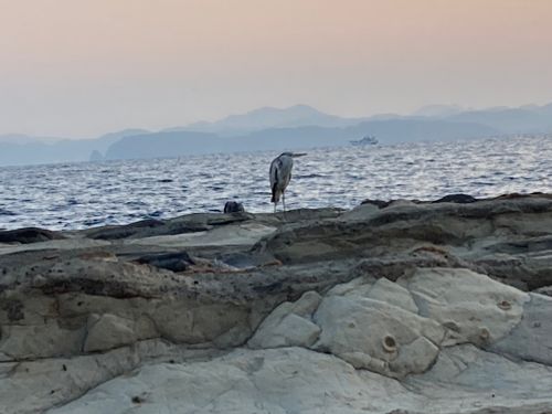 お台場海浜・・庭園？？ お台場 海浜庭園 グループキャンプ フリーサイト FUNEさんのキャンプブログ CAMPiii（キャンピー） -キャンプ専用SNS キャンプのすべてがここに集まる-