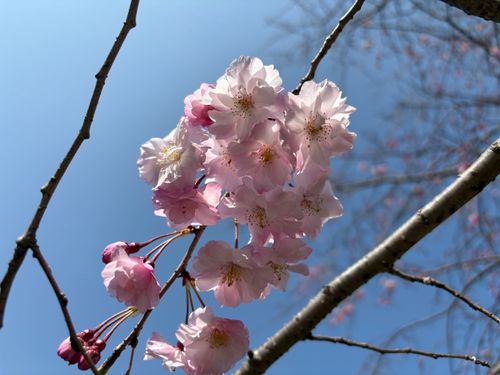 Vol.114 26/NO.04 お花見しながらお肉焼くぅ‼️ 坂戸市 ソロキャンプ フリーサイト 🔥焚き火🔥さんのキャンプブログ CAMPiii（キャンピー） -キャンプ専用SNS キャンプのすべてがここに集まる-