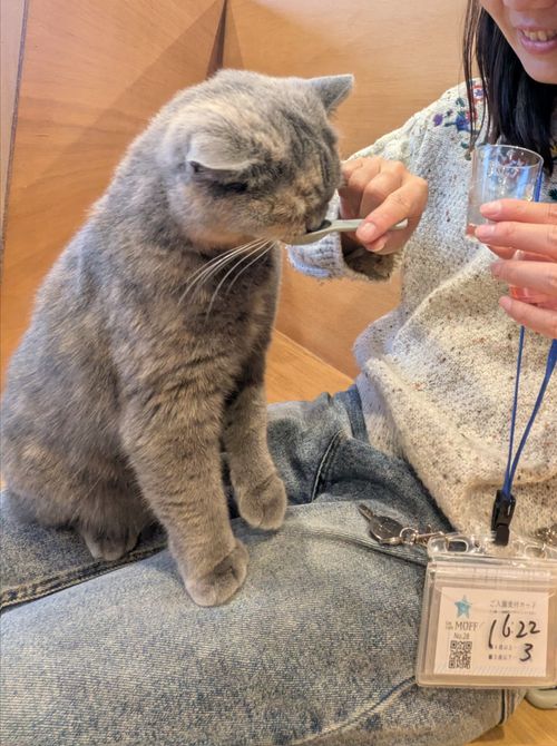 2025年締めキャンプ。ヤギと猫と魚と人生最高峰への決意。 ホシアカリ 波うち グループキャンプ 区画サイト NATSUさんのキャンプブログ CAMPiii（キャンピー） -キャンプ専用SNS キャンプのすべてがここに集まる-