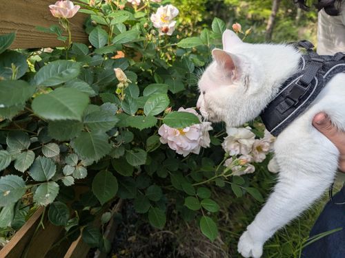 特に何もないんだけど、まったりデュオで猫の写真を撮ってきたよ ANOTHAPLACE ソロキャンプ グループキャンプ オートサイト 区画サイト ちあさんのキャンプブログ CAMPiii（キャンピー） -キャンプ専用SNS キャンプのすべてがここに集まる-
