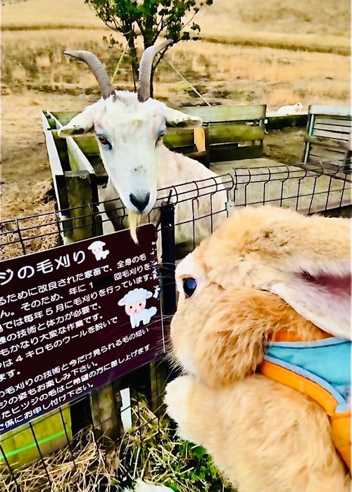 天国と地獄！？ 聖なる夜を愉しむおじおばうさキャン△ in グランヴェルデリゾート 〜 CAMP NO.168 GRAND VERDE RESORT ファミリーキャンプ グループキャンプ フリーサイト おじキャン△さんのキャンプブログ CAMPiii（キャンピー） -キャンプ専用SNS キャンプのすべてがここに集まる-