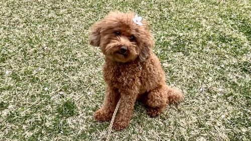 2026.3.29〜30 ビラ・マイルド akemi.09.02さんのキャンプブログ CAMPiii（キャンピー） -キャンプ専用SNS キャンプのすべてがここに集まる-