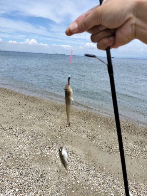 また釣りキャン 浜オートキャンプ場 ソロキャンプ 区画サイト たかたかぽんたさんのキャンプブログ CAMPiii（キャンピー） -キャンプ専用SNS キャンプのすべてがここに集まる-