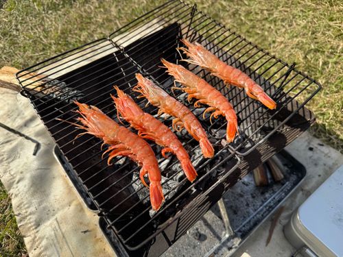 新人(犬)登場 ファミリーキャンプ 区画サイト 友希たろうさんのキャンプブログ CAMPiii(キャンピー) -キャンプ専用SNS キャンプのすべてがここに集まる-