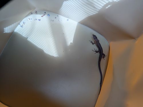 避暑的な感じのつもりが寒かったやぐら沢キャンプ やぐら沢キャンプ場 グループキャンプ 区画サイト ひなはるさんのキャンプブログ CAMPiii（キャンピー） -キャンプ専用SNS キャンプのすべてがここに集まる-