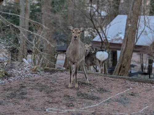 静寂な森のなかで(後篇) 小田急山中湖フォレストコテージ ファミリーキャンプ 好々爺🇯🇵さんのキャンプブログ CAMPiii（キャンピー） -キャンプ専用SNS キャンプのすべてがここに集まる-