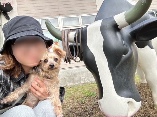 ふもとっぱらキャンプ場 ふもとっぱらキャンプ場 ファミリーキャンプ フリーサイト あやぴさんのキャンプブログ CAMPiii(キャンピー) -キャンプ専用SNS キャンプのすべてがここに集まる-