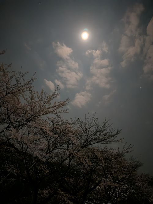 田代 中津川河川敷 ソロキャンプ フリーサイト オートサイト IZUIZUさんのキャンプブログ CAMPiii（キャンピー） -キャンプ専用SNS キャンプのすべてがここに集まる-