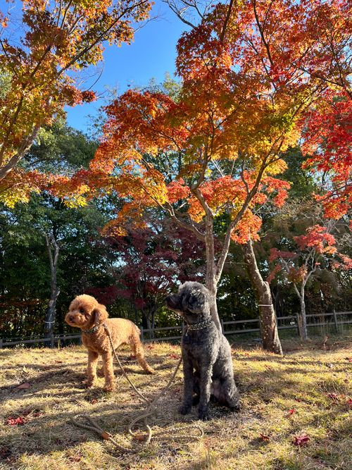 2025.11.16〜19 マイアミ浜オートキャンプ場 akemi.09.02さんのキャンプブログ CAMPiii（キャンピー） -キャンプ専用SNS キャンプのすべてがここに集まる-