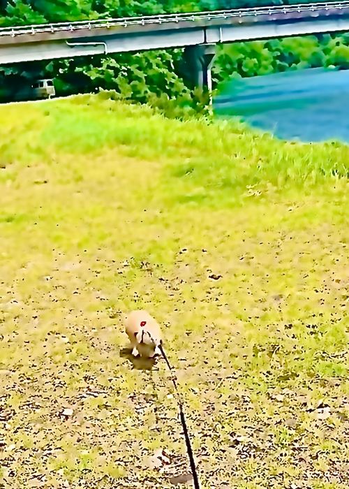ダラダラと蒸し暑い中&hellip;梅雨のおじ🐰キャン△ in 阿武川河川敷 〜 CAMP NO.199 ソロキャンプ ファミリーキャンプ フリーサイト おじキャン△さんのキャンプブログ CAMPiii（キャンピー） -キャンプ専用SNS キャンプのすべてがここに集まる-