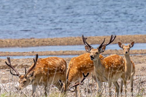 北海道初夏の旅 ENJOY THE OUTDOORSさんのキャンプブログ CAMPiii（キャンピー） -キャンプ専用SNS キャンプのすべてがここに集まる-