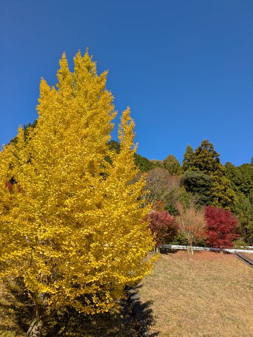 紅葉キャンプ🍁 新平ヶ原公園キャンプ場 Kurikko-tomoさんのキャンプブログ CAMPiii（キャンピー） -キャンプ専用SNS キャンプのすべてがここに集まる-