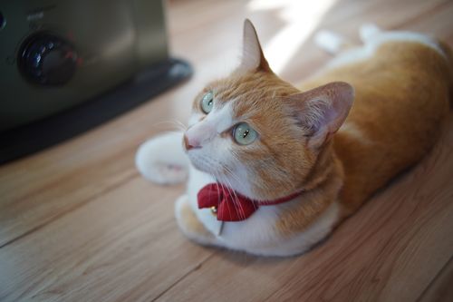 いつの間にか沢山揃ったソログル2連泊 ともえ川Park グループキャンプ 区画サイト 週末スナフキンさんのキャンプブログ CAMPiii（キャンピー） -キャンプ専用SNS キャンプのすべてがここに集まる-