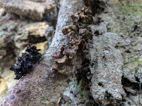 初幕。フォーエバー&hellip; 大阪府 ソロキャンプ フリーサイト ぞのさんさんのキャンプブログ CAMPiii（キャンピー） -キャンプ専用SNS キャンプのすべてがここに集まる-