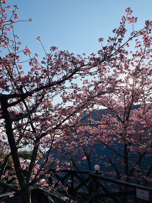 南伊豆夕日ヶ丘キャンプ場で✨✨✨✨念願のプレミアムデッキサイト満喫✨✨✨✨ 南伊豆夕日ヶ丘キャンプ場 ファミリーキャンプ 区画サイト Izumiさんのキャンプブログ CAMPiii（キャンピー） -キャンプ専用SNS キャンプのすべてがここに集まる-