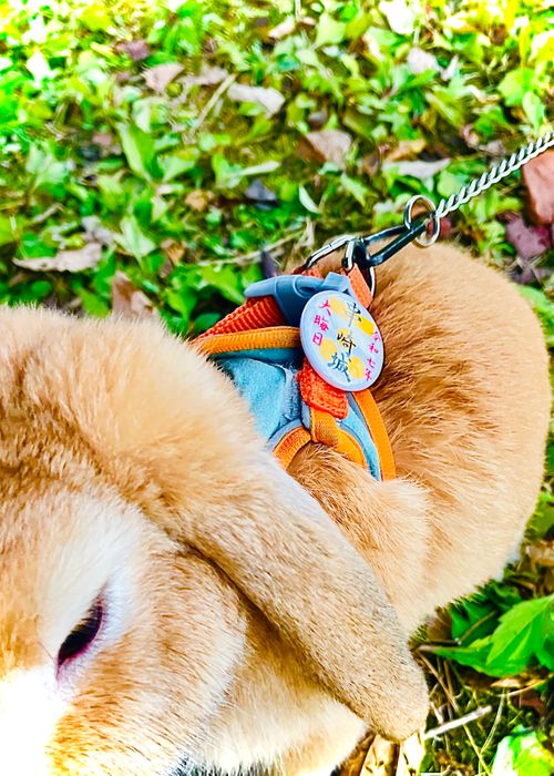 2025-2026 最初で最期の城跡エリア年越グルキャン△ in 下関市串崎城跡 〜 CAMP NO.169 関見台公園 ソロキャンプ ファミリーキャンプ グループキャンプ 区画サイト おじキャン△さんのキャンプブログ CAMPiii（キャンピー） -キャンプ専用SNS キャンプのすべてがここに集まる-