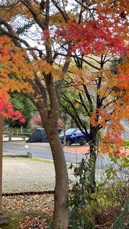 CAMPiii(キャンピー) フォレキャンさんのキャンプブログ 初の奈良県キャンプ サンビレッジ曽爾奥香落オートキャンプ場