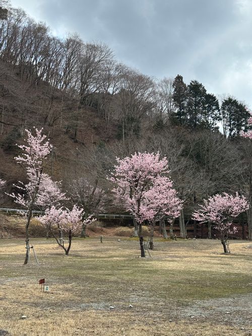 CAMPiii（キャンピー） xiongmaoさんのキャンプブログ 思いがけず花見キャンプに ウェルキャンプ西丹沢