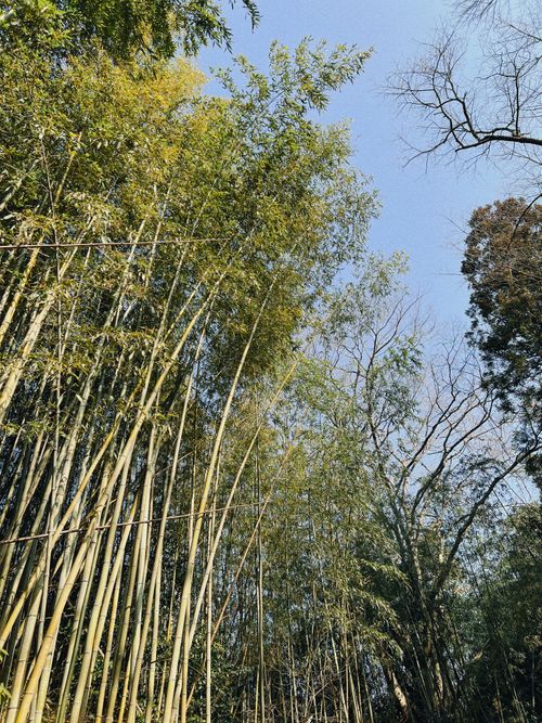 ぼっちキャンプ〜プリンテント立てるの巻〜 紫星の森 ソロキャンプ フリーサイト はさまっkoさんのキャンプブログ CAMPiii（キャンピー） -キャンプ専用SNS キャンプのすべてがここに集まる-