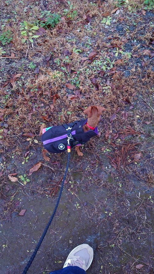 紅葉狩り 日光・まなかの森 キャンプ＆スパリゾート ソロキャンプ グループキャンプ 区画サイト まーささんのキャンプブログ CAMPiii（キャンピー） -キャンプ専用SNS キャンプのすべてがここに集まる-