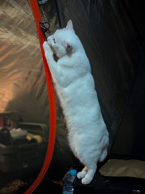 2026初キャンプ！SnowCamp withCAT！ the veg out ソロキャンプ グループキャンプ 区画サイト オートサイト ちあさんのキャンプブログ CAMPiii（キャンピー） -キャンプ専用SNS キャンプのすべてがここに集まる-