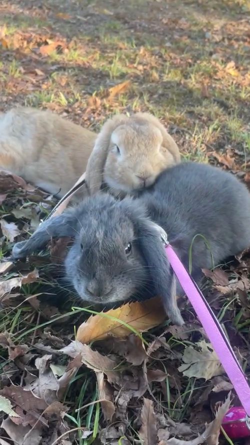 初めまして🐰💕 可愛い新メンバー加入のおじ🐰キャン△ in ゆうゆう広場 〜 CAMP NO.217 ゆうゆう広場 ソロキャンプ 区画サイト フリーサイト おじキャン△さんのキャンプブログ CAMPiii（キャンピー） -キャンプ専用SNS キャンプのすべてがここに集まる-