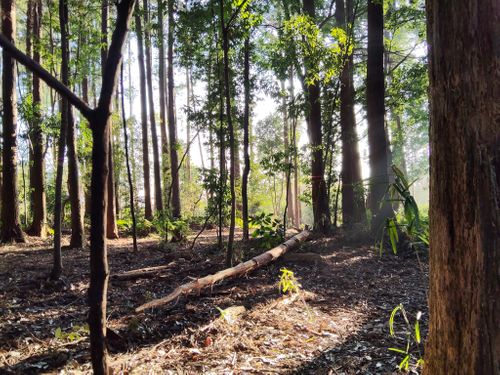 CAMPiii（キャンピー） Kazu Aさんのキャンプブログ またまた Freedom