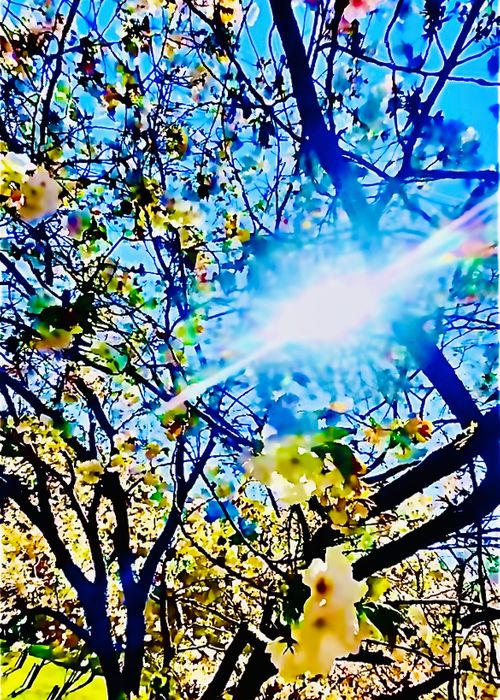 CAMPiii（キャンピー） おじキャン△さんのキャンプブログ 桜🌸を諦めきれないおばちゃんの付き添いおじおばうさキャン△ in 深坂自然の森キャンプ場 〜 CAMP NO.184 深坂自然の森キャンプ場