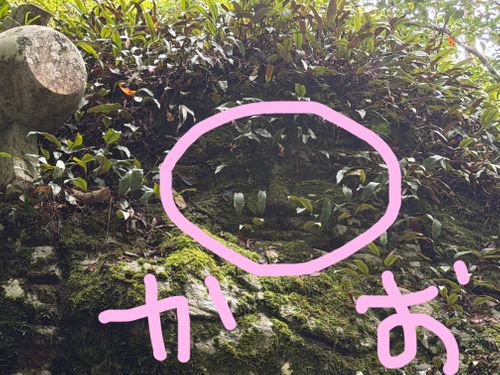 ぐうたらなつやすみ🎐 𓈒𓏸 スノーピークおち仁淀川キャンプフィールド | 仁淀川ラフティング ファミリーキャンプ オートサイト 区画サイト ぐうたら夫婦さんのキャンプブログ CAMPiii（キャンピー） -キャンプ専用SNS キャンプのすべてがここに集まる-