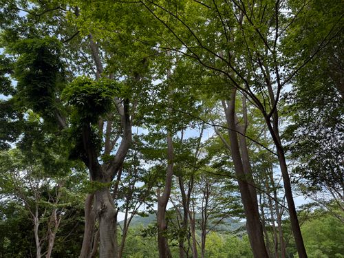 初めてのGWソロキャンプ SUN no MORI 伊豆 ソロキャンプ オートサイト 区画サイト ちはみなさんのキャンプブログ CAMPiii（キャンピー） -キャンプ専用SNS キャンプのすべてがここに集まる-