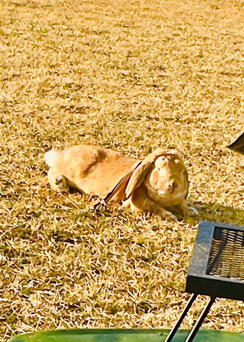 何にもしない&hellip;連泊おくつろぎおじおばうさキャン△ in 阿川ほうせんぐり海浜公園 〜 CAMP NO.181 阿川ほうせんぐり海浜公園 ソロキャンプ ファミリーキャンプ グループキャンプ フリーサイト おじキャン△さんのキャンプブログ CAMPiii（キャンピー） -キャンプ専用SNS キャンプのすべてがここに集まる-