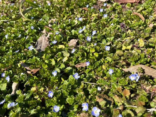 オリンピックで毎日涙涙涙『感動したっ！』 六ツ矢崎浜オートキャンプ場 ソロキャンプ フリーサイト とのさんのキャンプブログ CAMPiii（キャンピー） -キャンプ専用SNS キャンプのすべてがここに集まる-