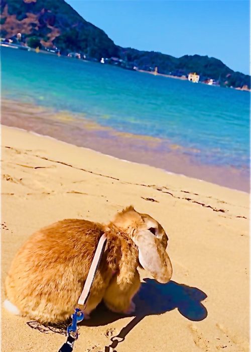 イライラした時は&hellip;やっぱり？リフレッシュおじうさキャン△ in 阿川ほうせんぐり海浜公園 〜 CAMP NO.177 阿川ほうせんぐり海浜公園 ソロキャンプ ファミリーキャンプ フリーサイト おじキャン△さんのキャンプブログ CAMPiii（キャンピー） -キャンプ専用SNS キャンプのすべてがここに集まる-