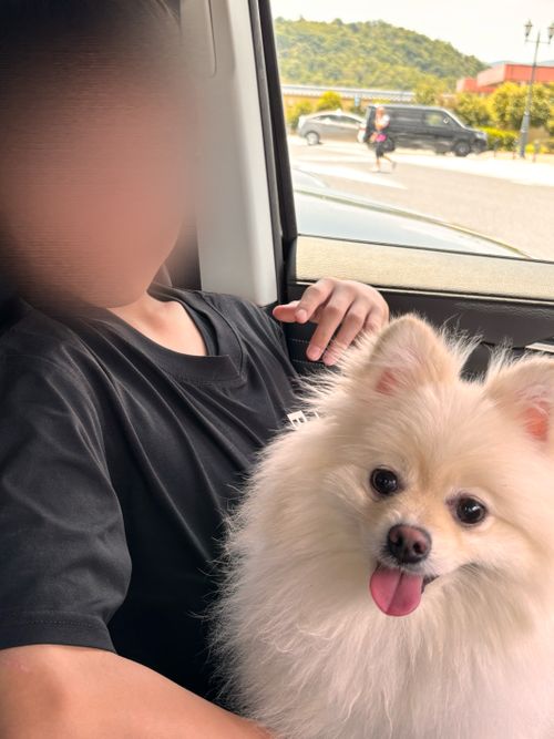 ワンワンおもてなしキャンプ。 🐶グランピングリゾートAwaji ファミリーキャンプ グランピング あやぴーさんのキャンプブログ CAMPiii（キャンピー） -キャンプ専用SNS キャンプのすべてがここに集まる-